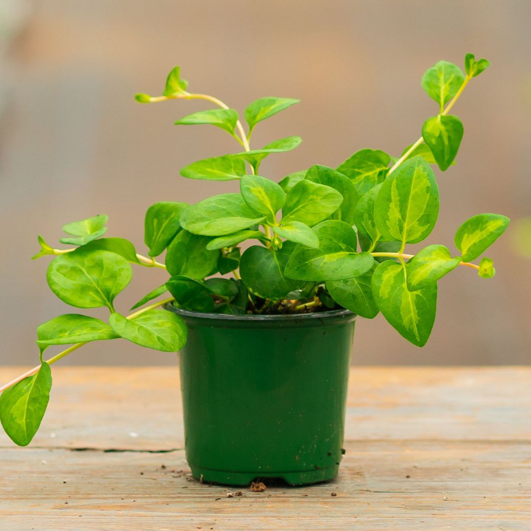 Vinca Vine – Maculata – 4″ Pot